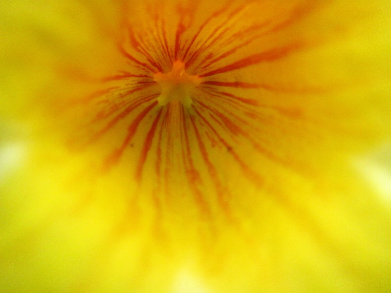Starburst
