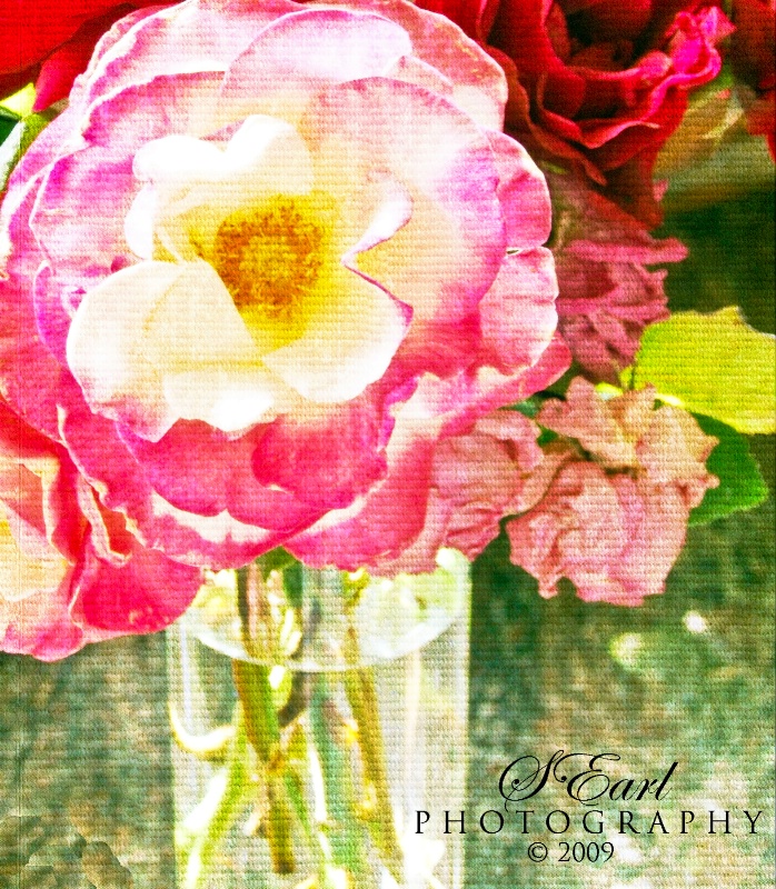 Antique Roses