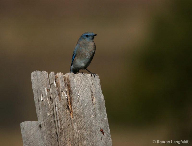 Curious Blue Bird