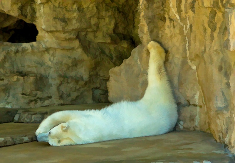 Even polar bears need a nap