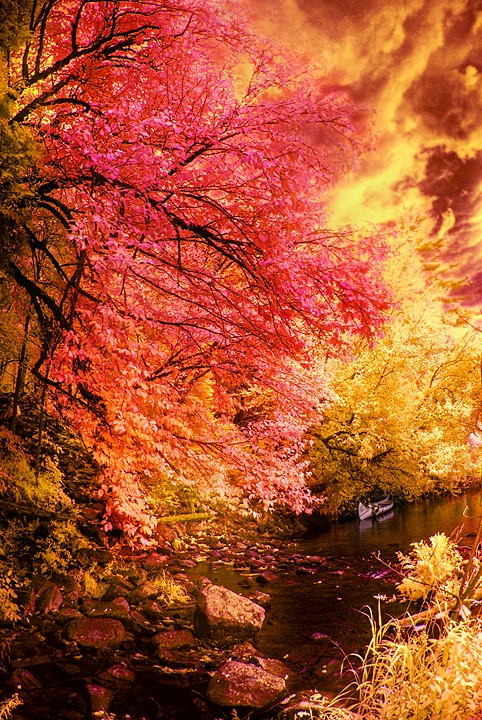 Autumn in Infrared