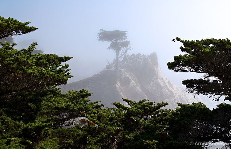 Lone Cypress in the Mist - III