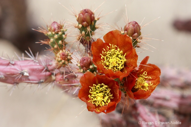 Cactus flowers