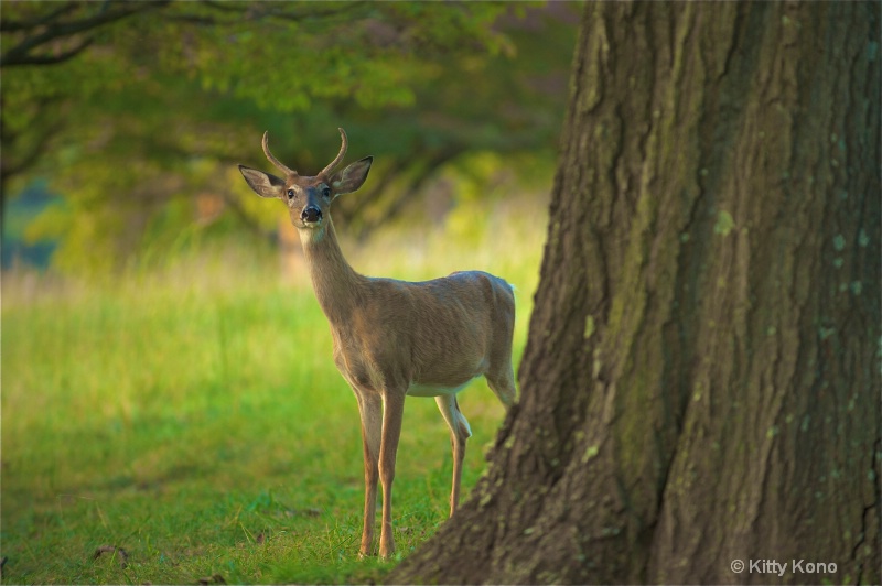 Deer by the Tree