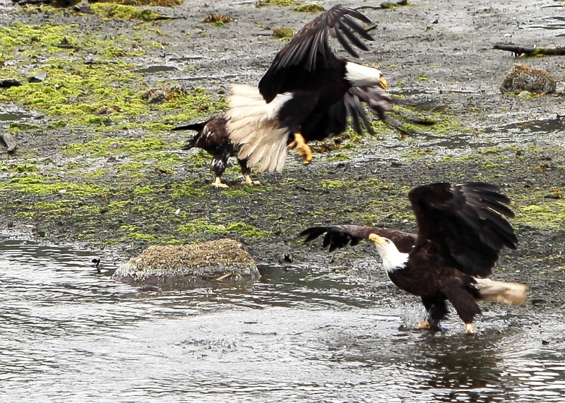 The Skirmish
