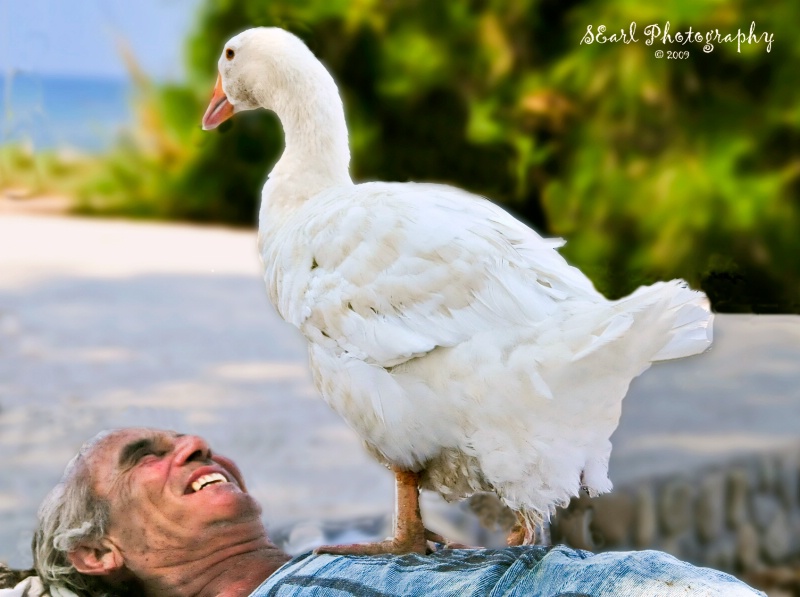 Funny Goose@@Corfu, Greece