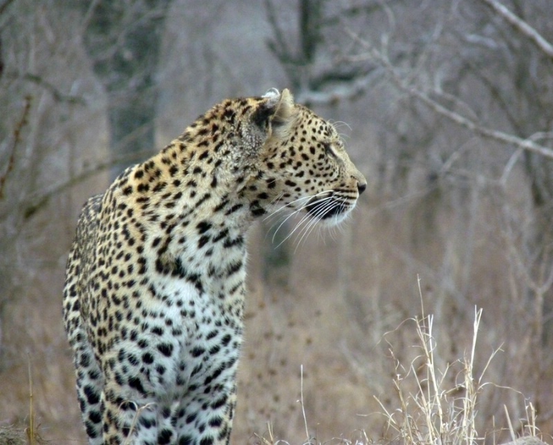 Leopard