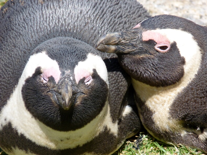 Jack-ass Penguins