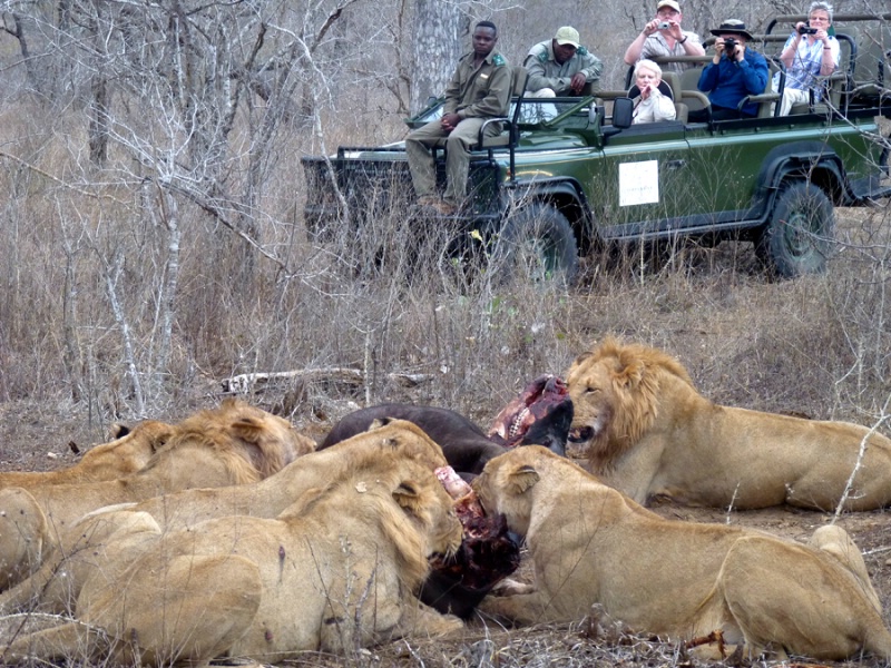 Lion Feast, South Africa