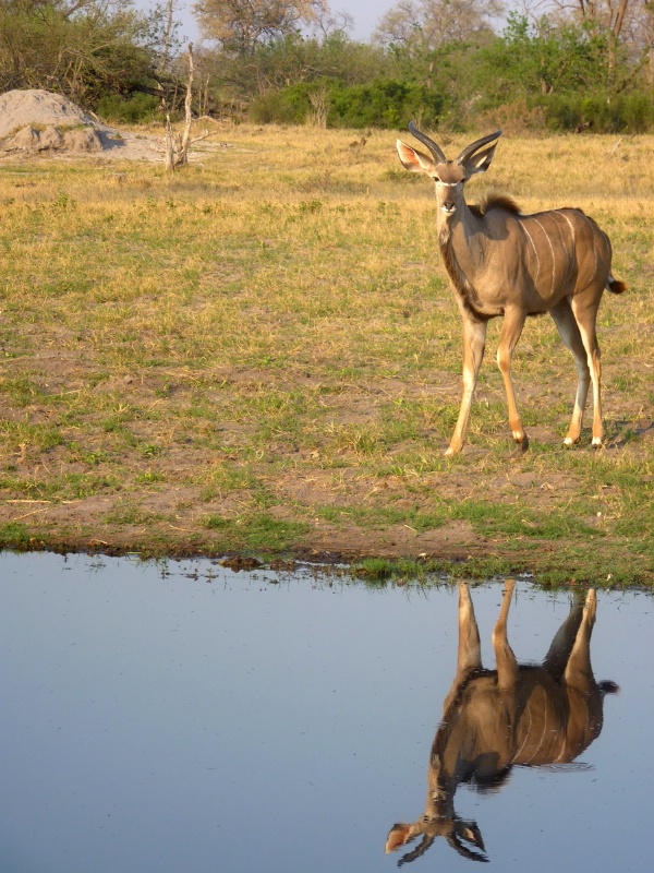 Kudu Reflection