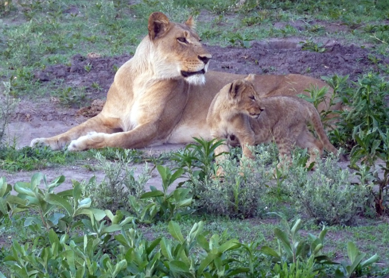 Lioness and cub, Duma Tau, Botswana