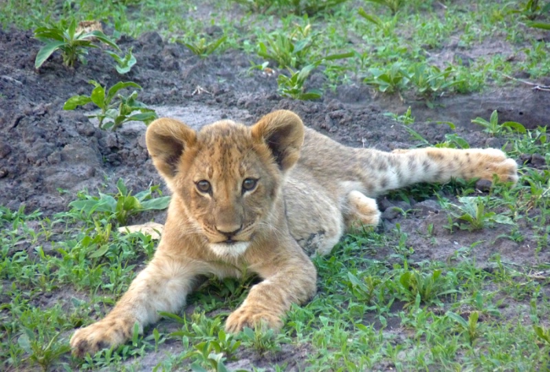 Lion cub, Duma Tau, Botswana