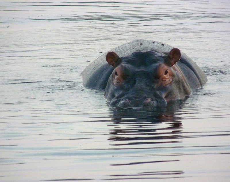Hippo surfacing
