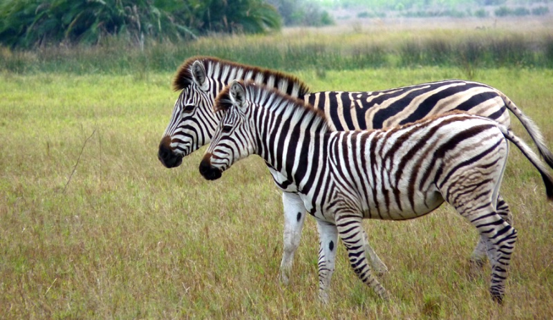 Zebra and child