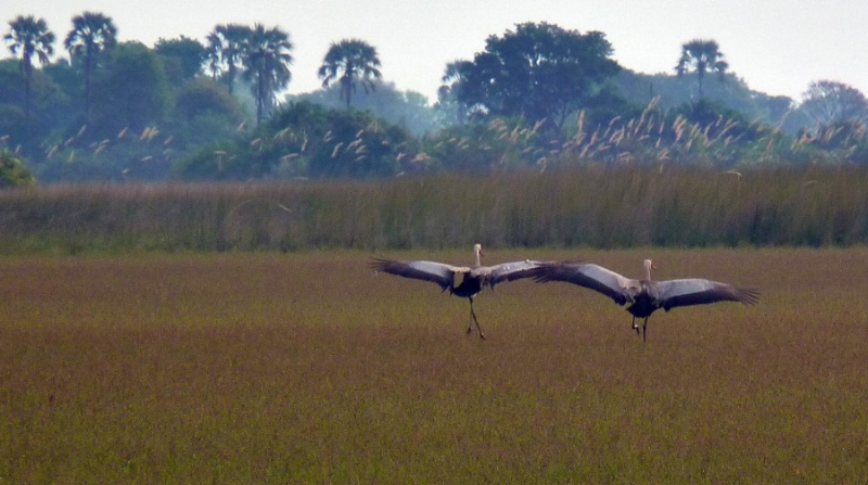 Storks, Kwetsani, Botswana