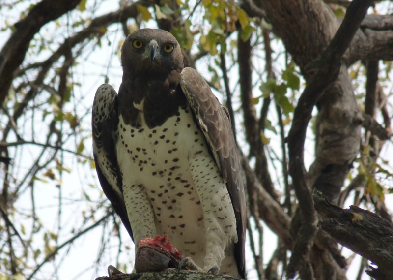 Marshall Eagle with monitor lizard, Botswana
