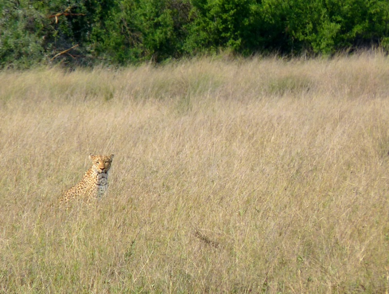 Shy Leopard, Kwetsani, Botswana