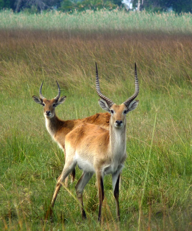 Two male impala, Duma Tau, Botswana