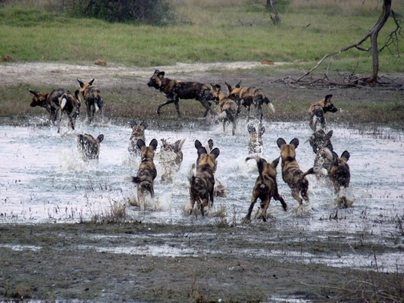 Wild dog run, Chitabe, Botswana