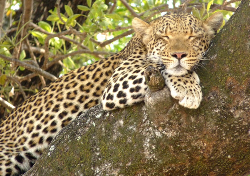 Sleeping female leopard, Chitabe, Botswana
