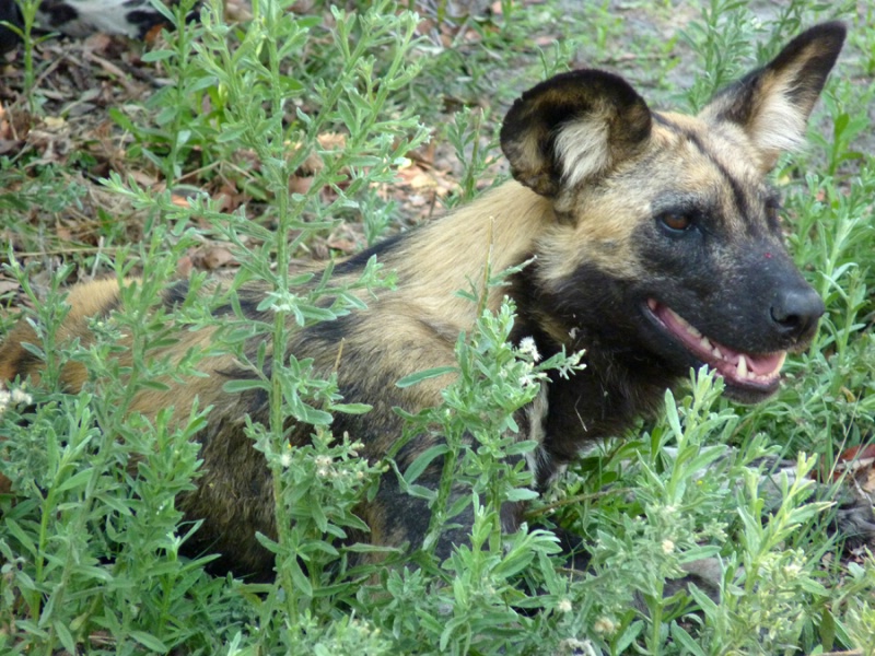 Wild dog, Chitabe, Botswana