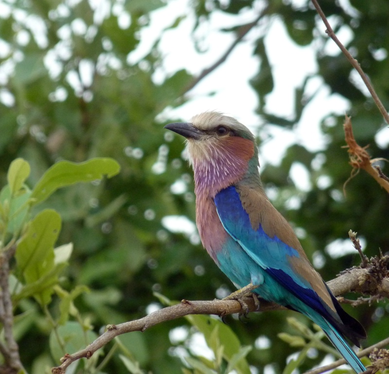 Violet-breasted sunbird, Chitabe, Botswana