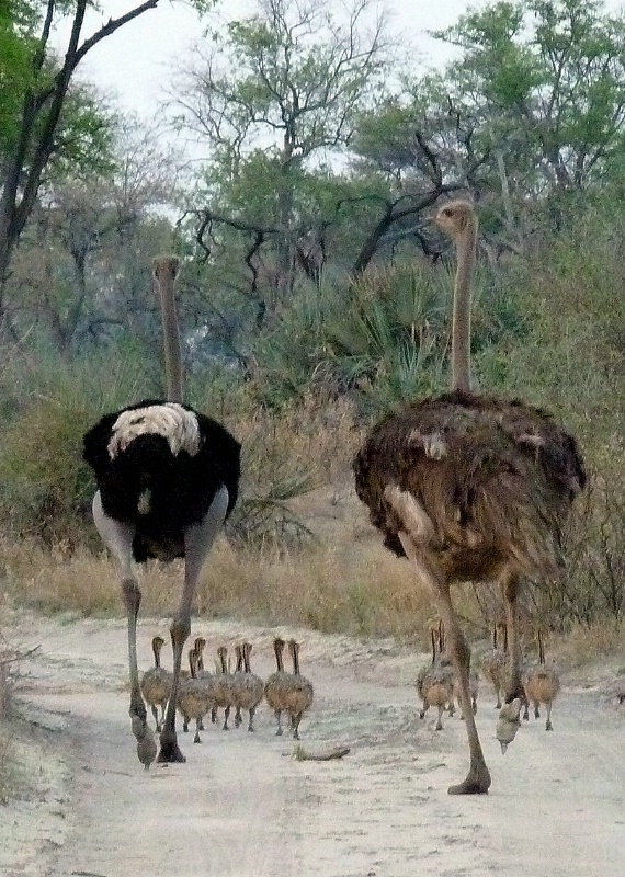 Ostriches and chicks, Kwetsani, Botswana