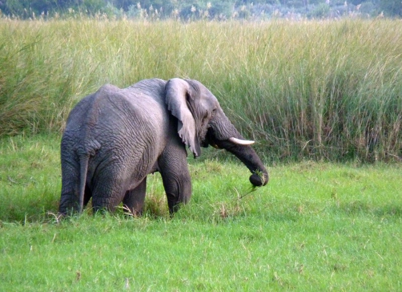 Old elephant, Kwetsani, Botswana