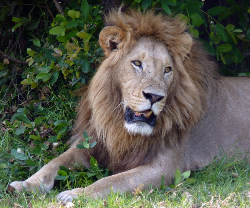 Lion, Kwetsani, Botswana