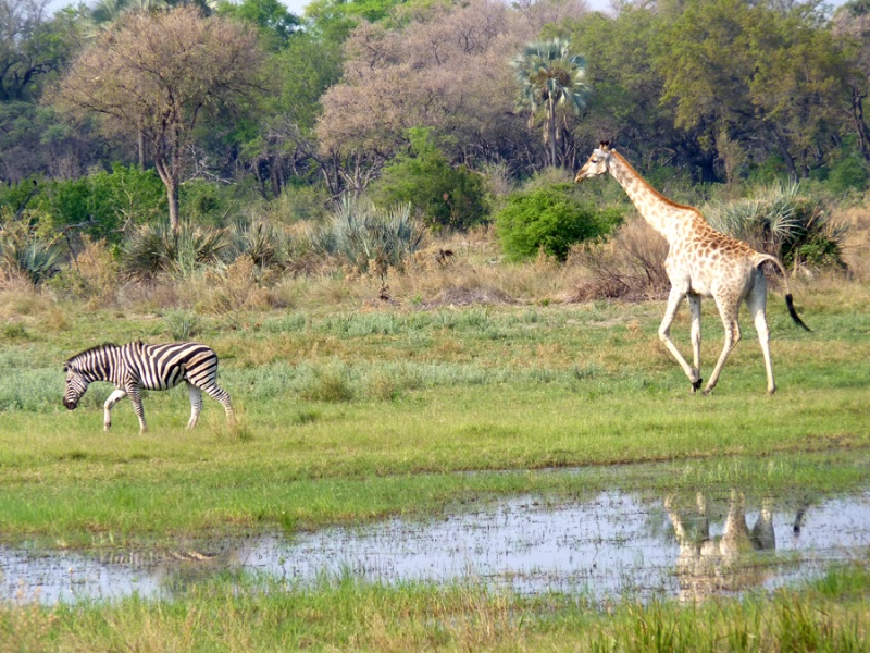 Zebra leads the parade, Chitabe, Botswana