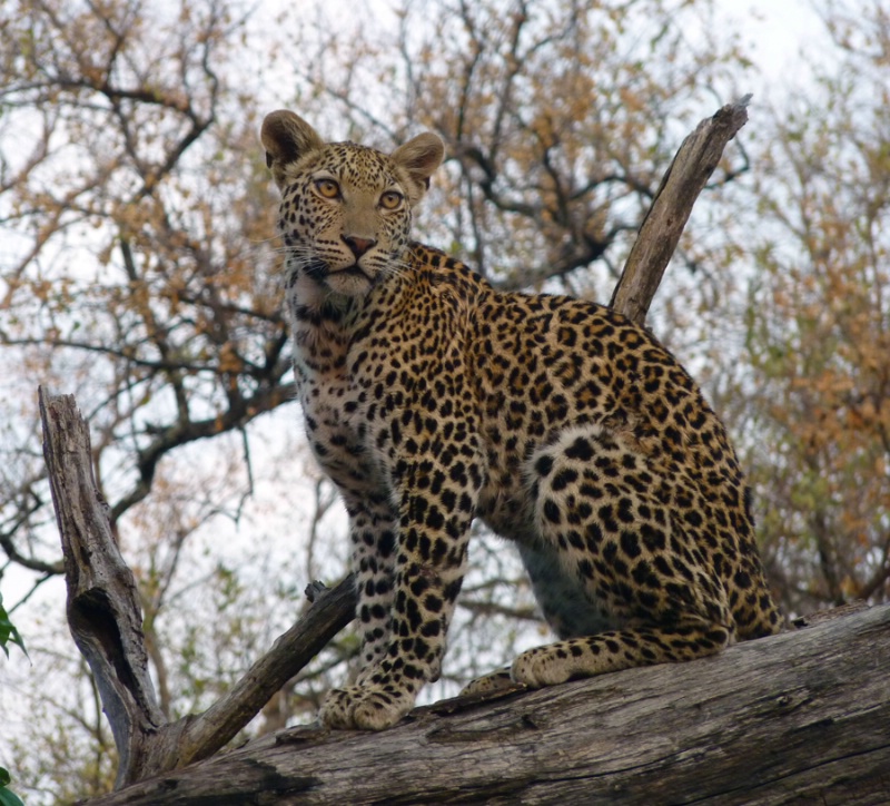 Female leopard, Chitabe, Botswana