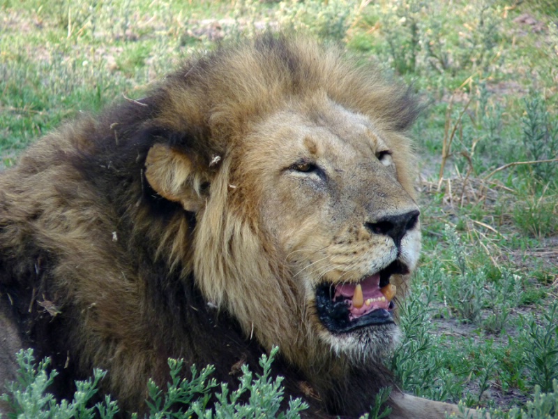 Black-maned Lion, Chitabe, Botswana