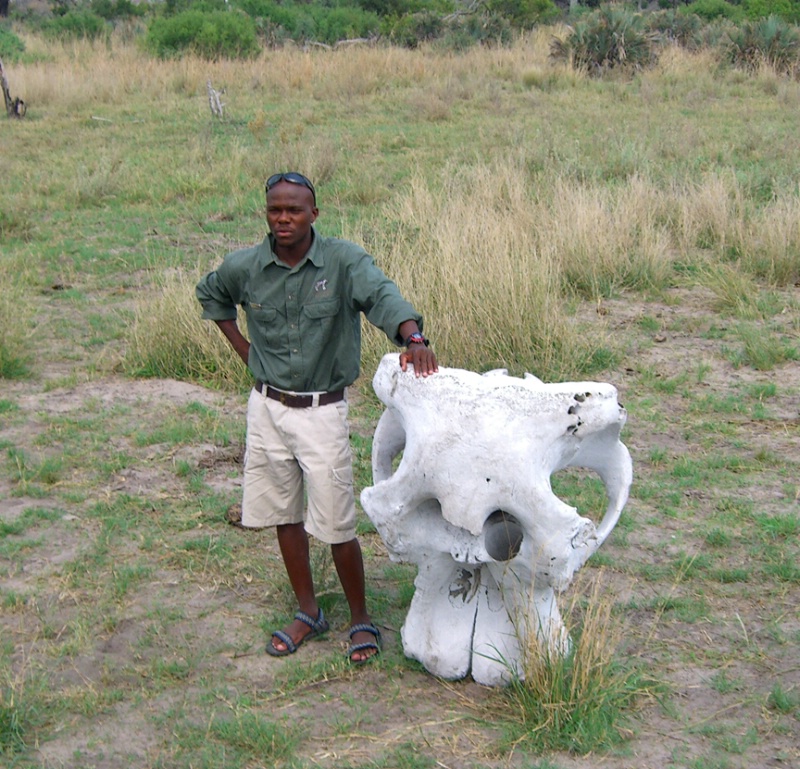 Our guide, Thuso, with an elephant skull, Chitabe,