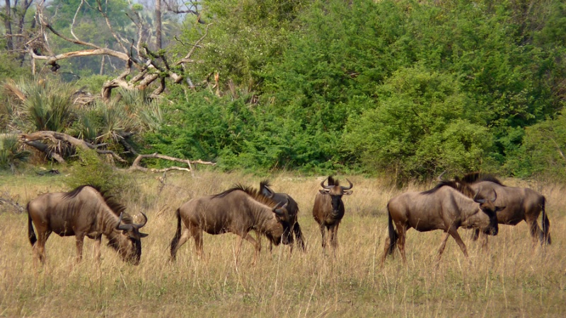 Wildebeest, Kwetsani, Botswana