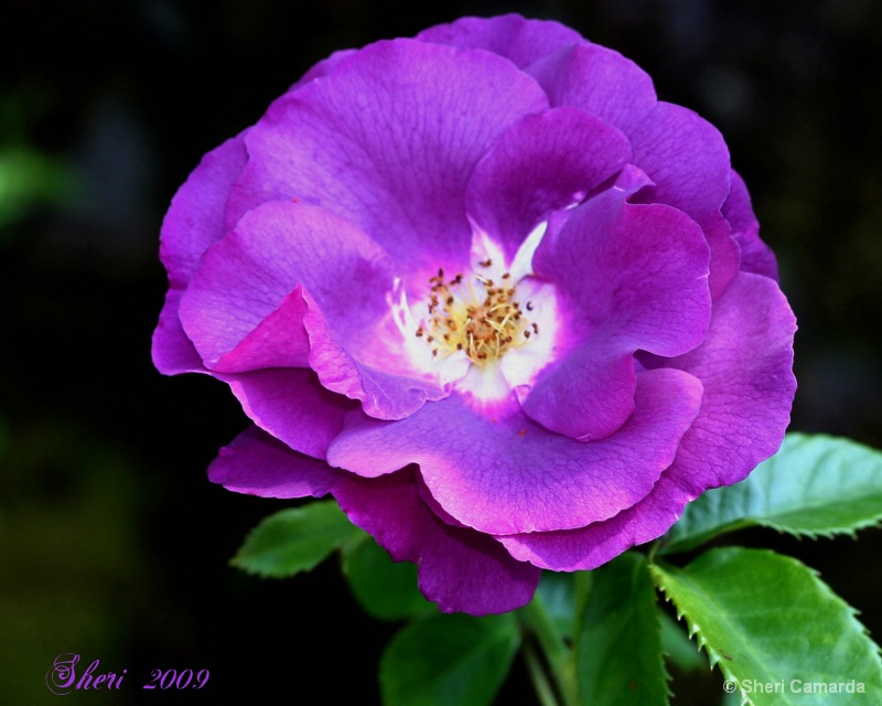 Purple Rose