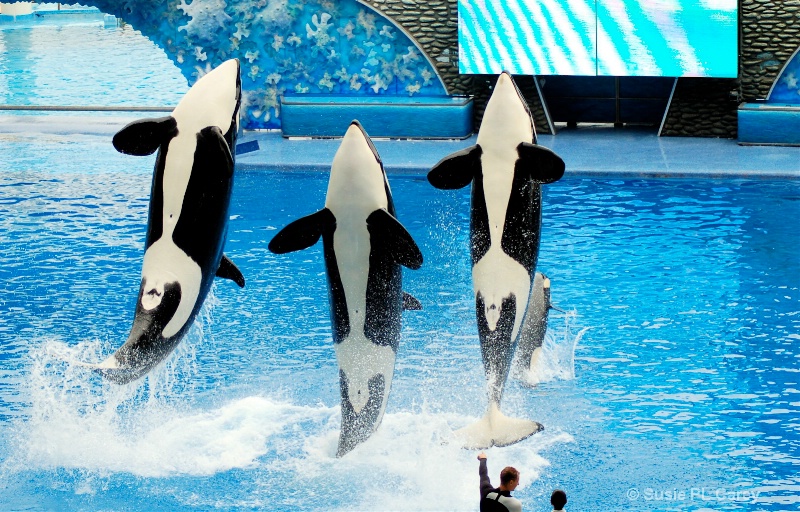 Orca Whales in Unison