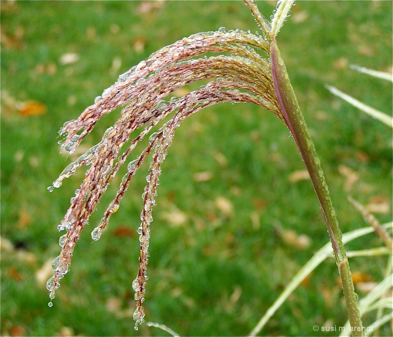 Frozen Droplets