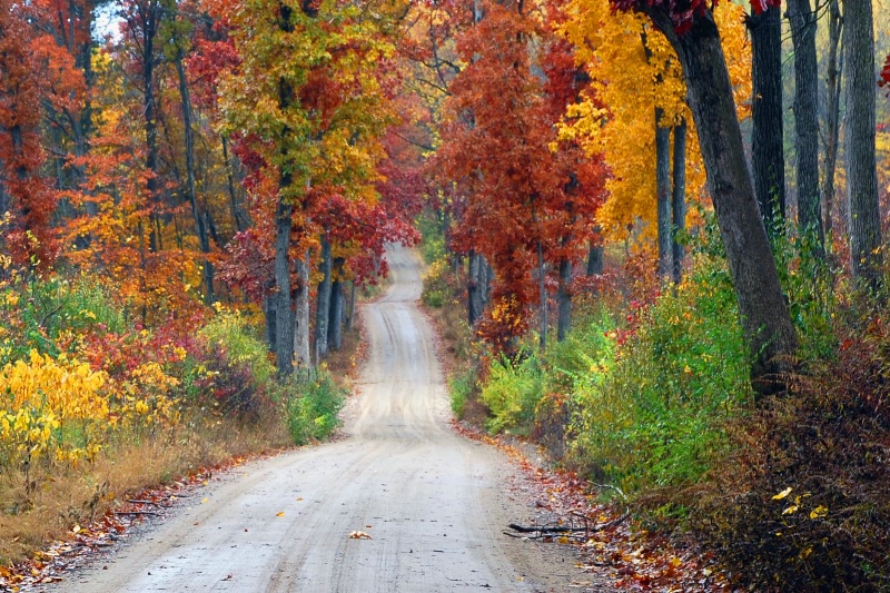 Painted Forest