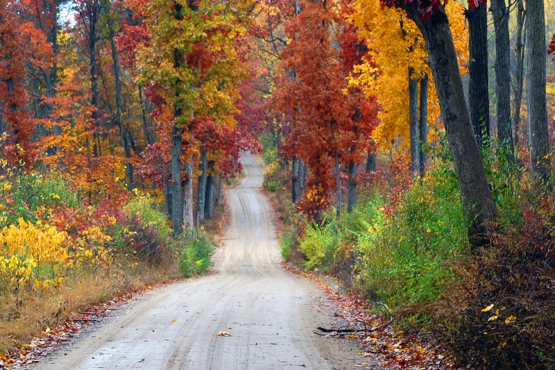 Painted Forest