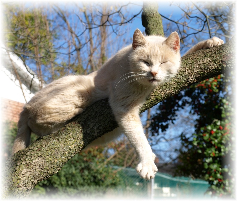 "WILD THING"
