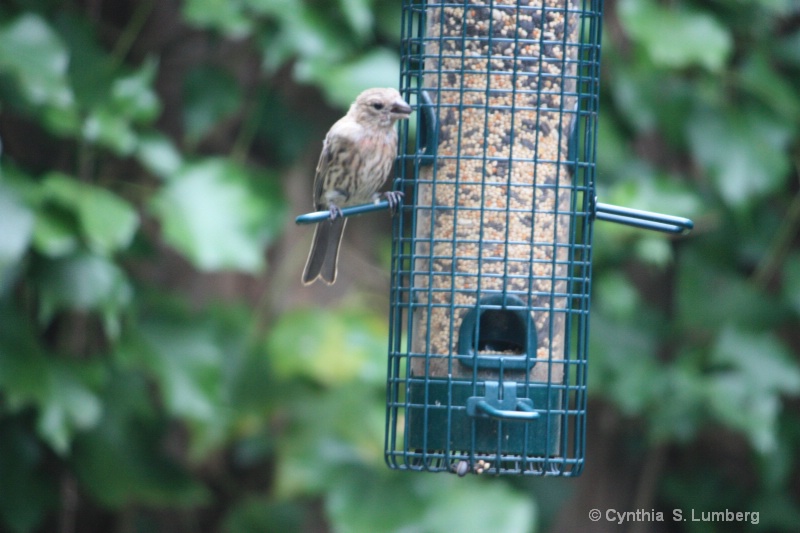 Garden Songbird. . . 