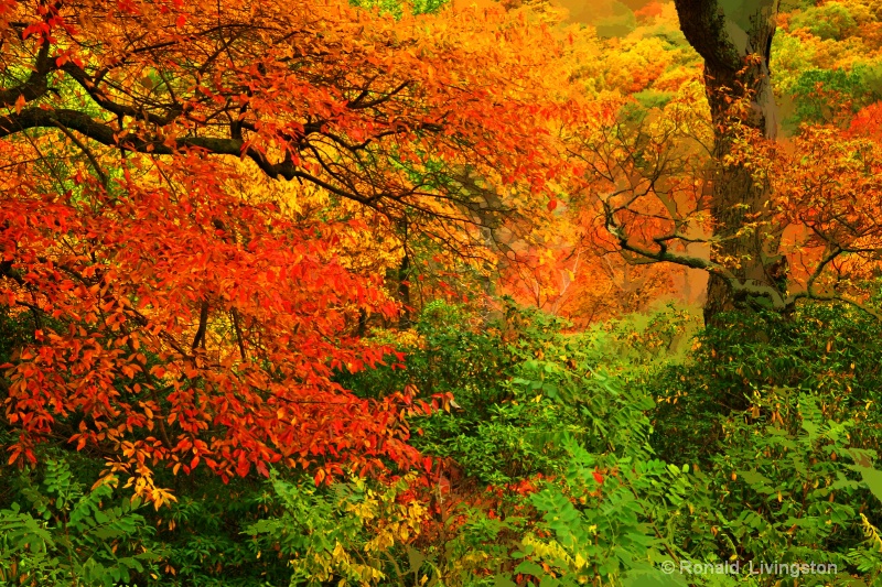 Colorful Trees