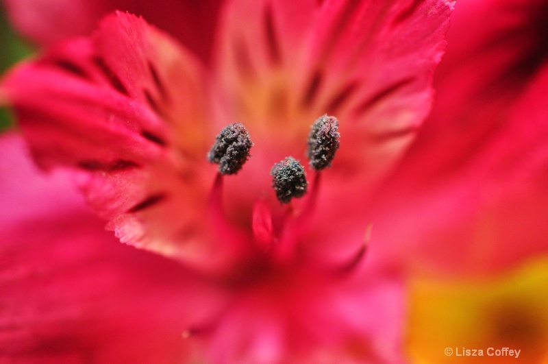 In bloom