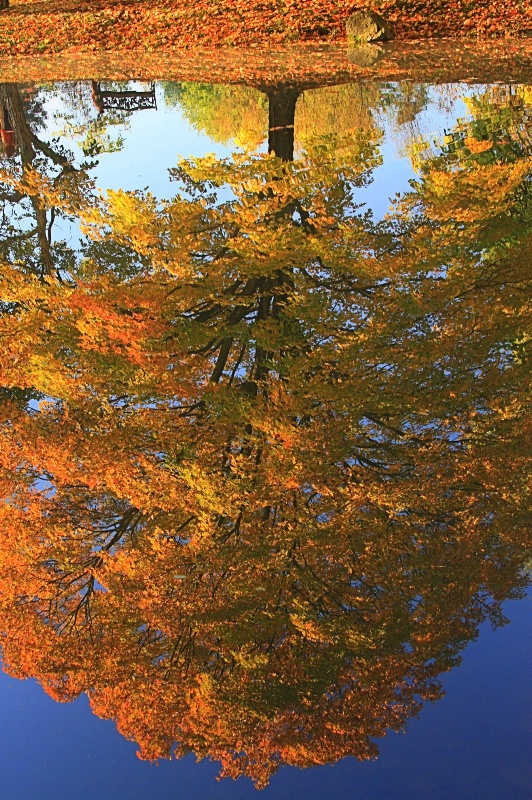 Maple Reflection