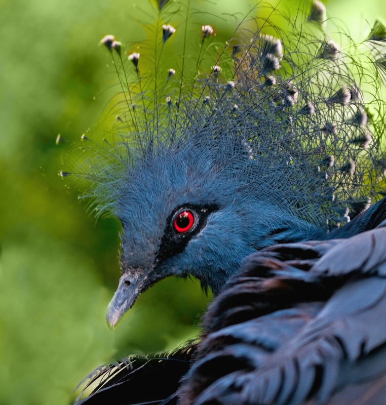 Victoria Crowned Pigeon