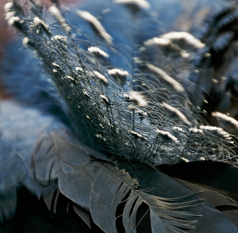 Victoria Crowned Pigeon