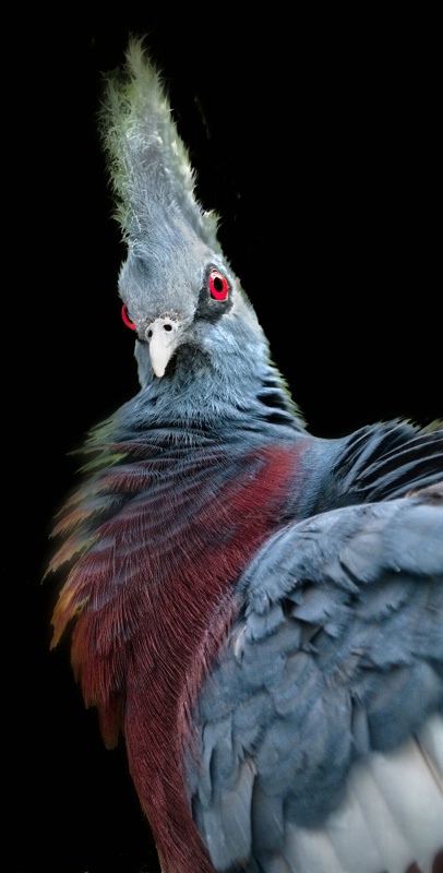 Victoria Crowned Pigeon