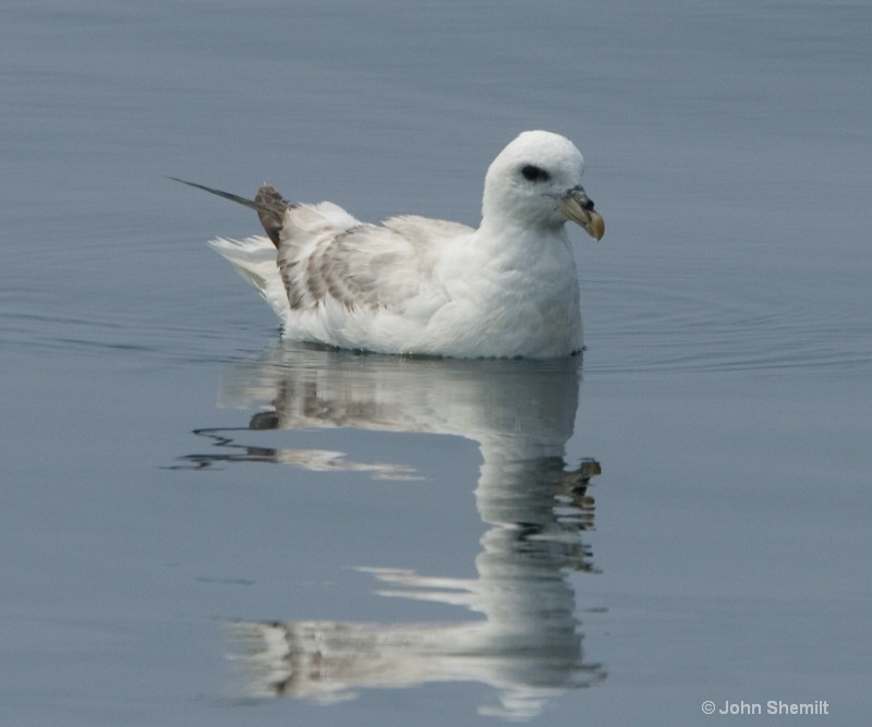 Northern Fulmar - May 27th, 2007