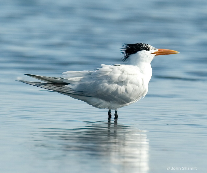 Royal Tern - July 14th 2009