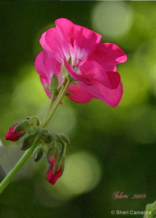 First Bloom